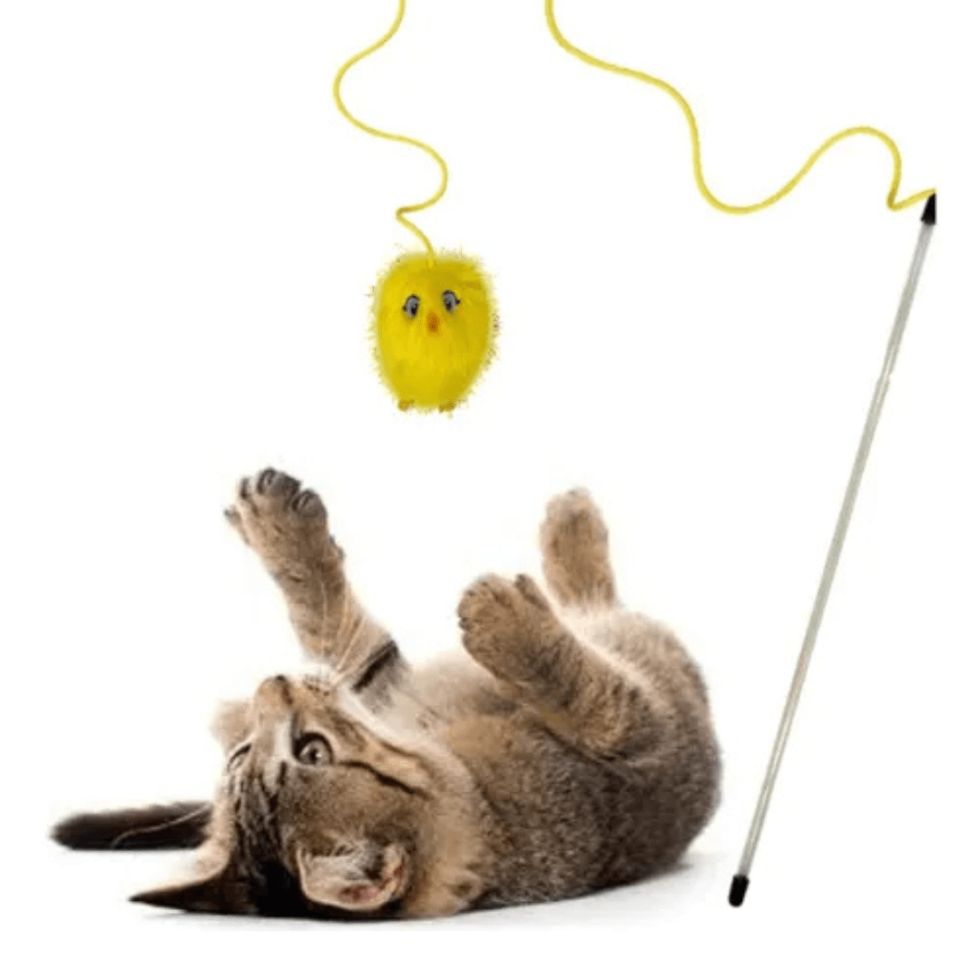 kong teaser chirpz chick3