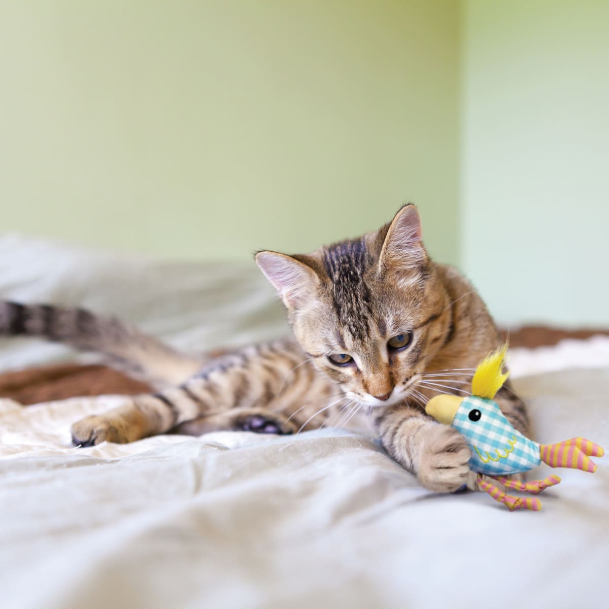 kong kitten chirpz chick3