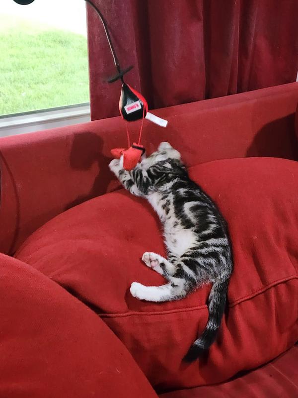 kong connects windows boxing3