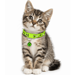 COLLAR DOGGIES TALLA XS