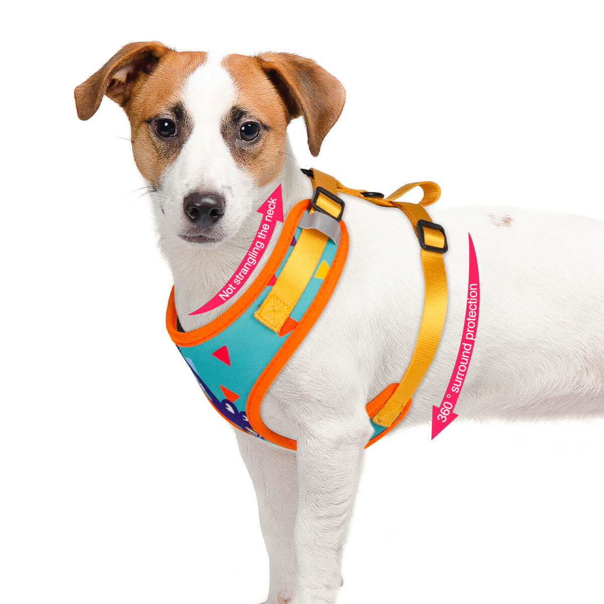 PECHERA PRETTY DOG3