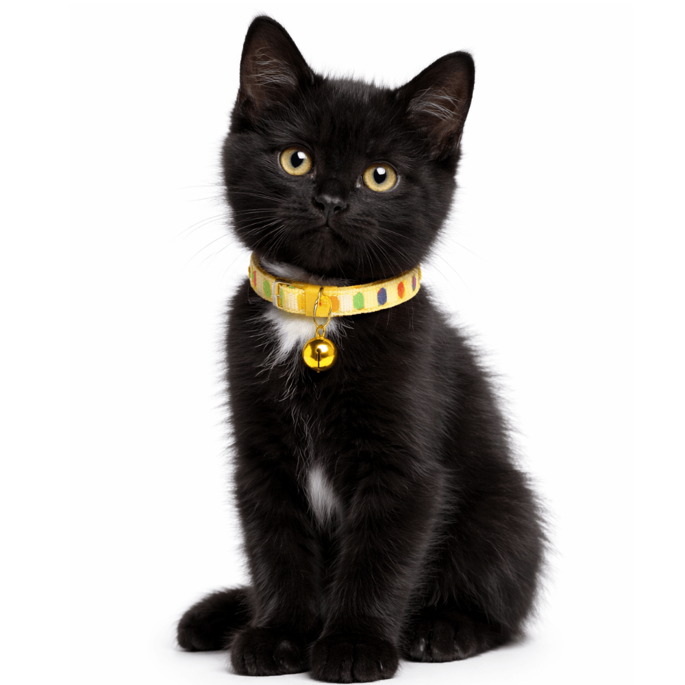 COLLAR MOSAICO TALLA XS1