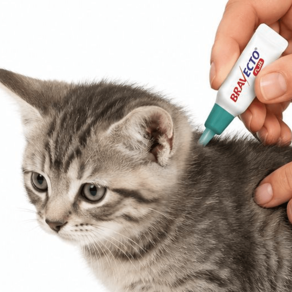 BRAVECTO DE GATO 1.2-2.8KG (VERDE)2