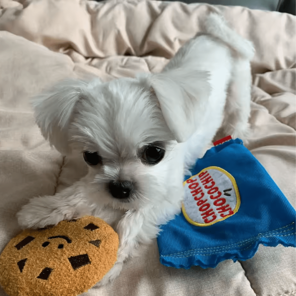 PELUCHE CHOCOCHIP4
