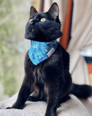 COLITAS SUREÑAS BANDANA SIMPLE1