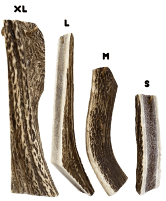 CERVUS MORDEDOR ASTA DE CIERVO1