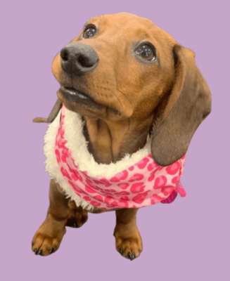 COLITAS SUREÑAS CUELLO CON CORDERITO