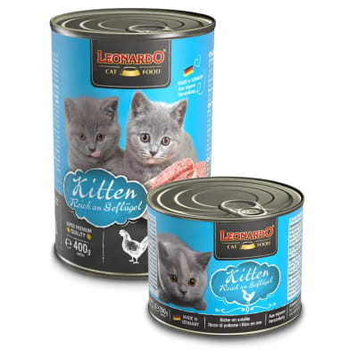 LATA LEONARDO KITTEN