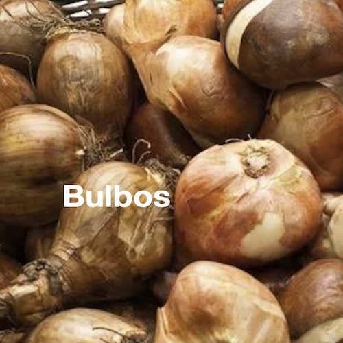 Bulbos Variedades | Semillas La Chacra