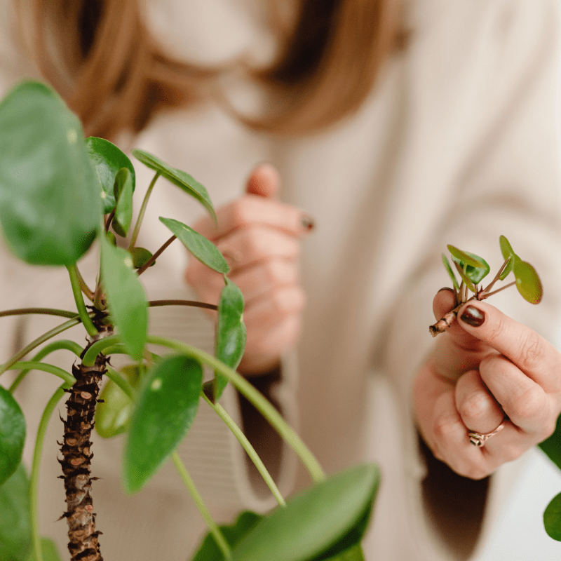  Como realizar Esquejes