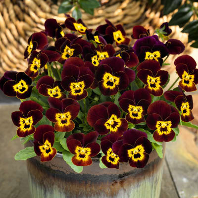 Violas