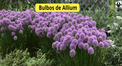    Allium