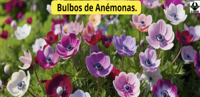 Bulbos de Anémonas
