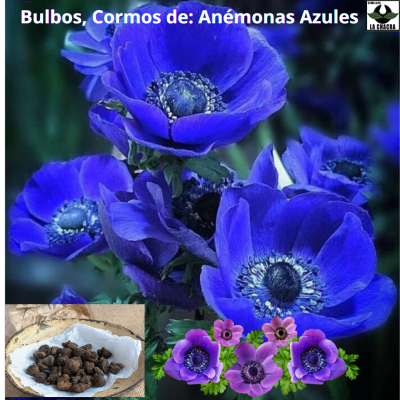Bulbos Anémonas Azules size.4/5