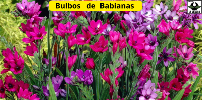 Babianas 