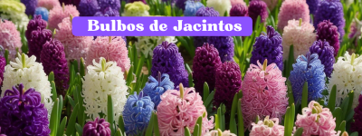 Jacintos ( Bulbos disponibles, Abril-Julio de cada año)