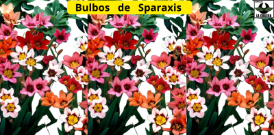 Sparaxis