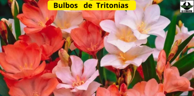 Tritonia