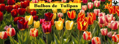 Tulipas Clásicas y Dobles