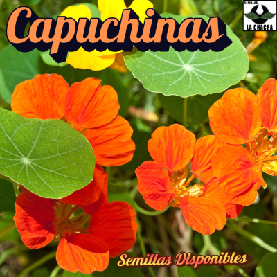 Capuchinas