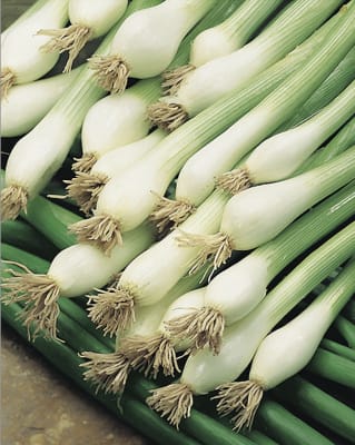 Cebollino