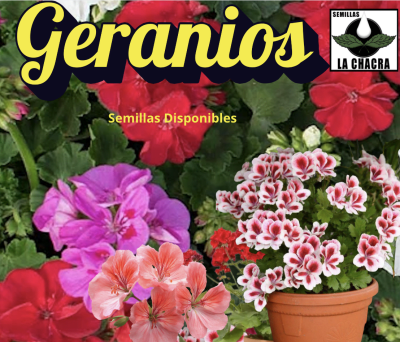 Geranios