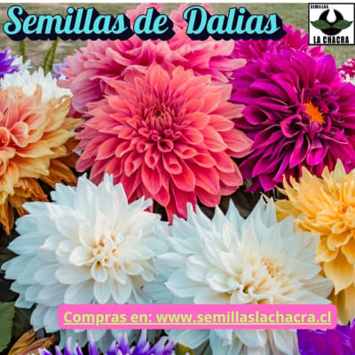 Dalias - Semillas