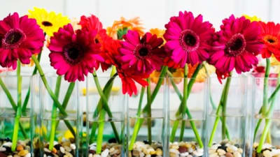 Gerbera