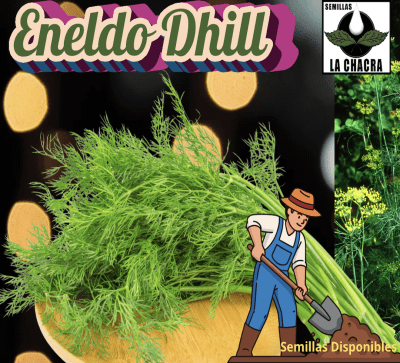 Eneldo - Dhill