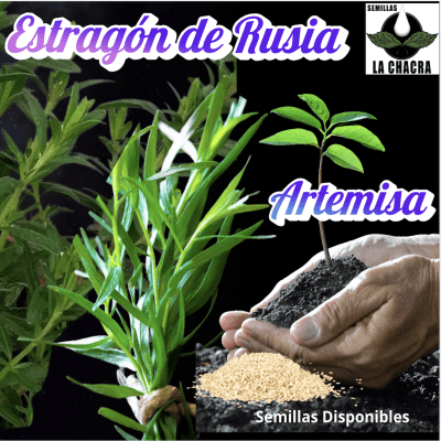 Estragon de Rusia ( Artemisa) 