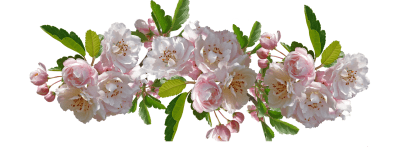 Tus Flores florecen como locas