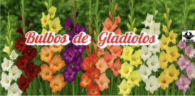     Gladiolos Extras Size: 12/14. Temporada 2021