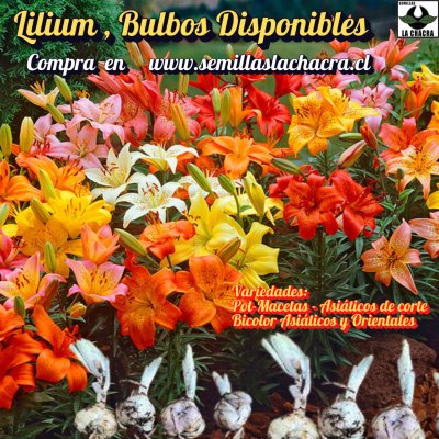 LILIUM Ver  Colección