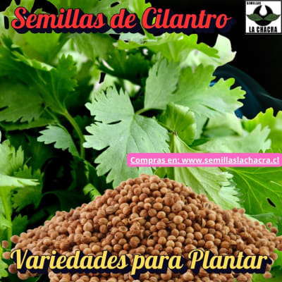 Cilantro - Semillas
