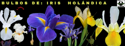Iris Holandica