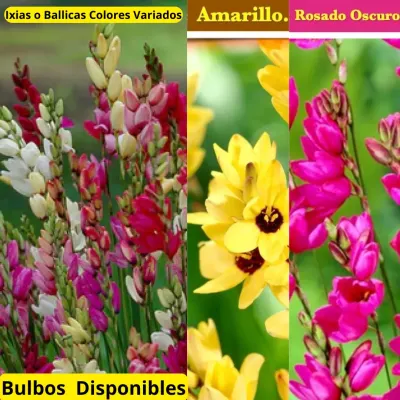 Ixias o Ballicas. Colores Variados