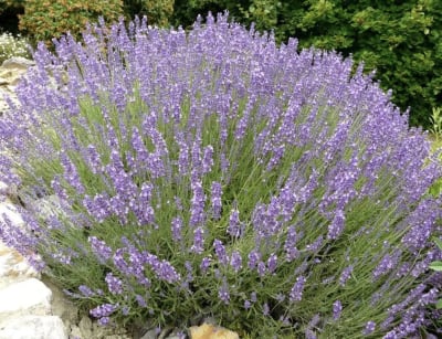 Lavanda