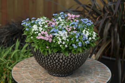 Myosotis (No me olvides)