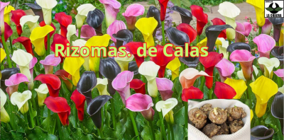 Calas  2025 size: 16/18 