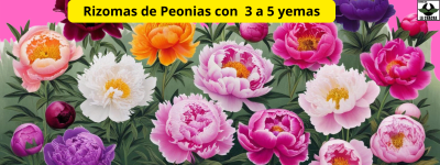 Peonías