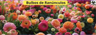 Ranúnculos Colores Clasificados
