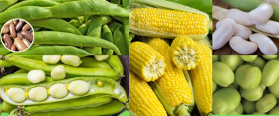 Chacareria Variedades