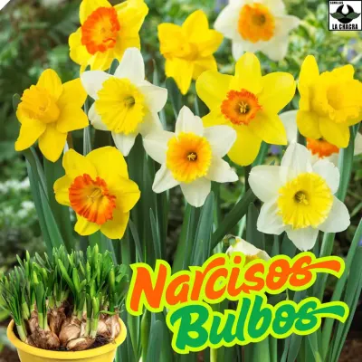 Narcisos 