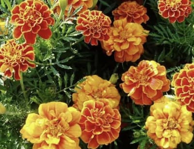 Tagetes ( Clavelón de India)