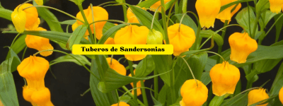 Sandersonia