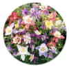 Semillas de Aquilegia