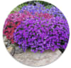 Semillas de Aubretia