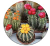 Semillas de Cactus
