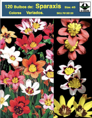 10 Docenas Bulbos Sparaxis. Colores Variados Size: 4/5