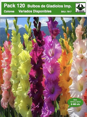 Pack 120 Bulbos de Gladiolos Importados Size:10/12